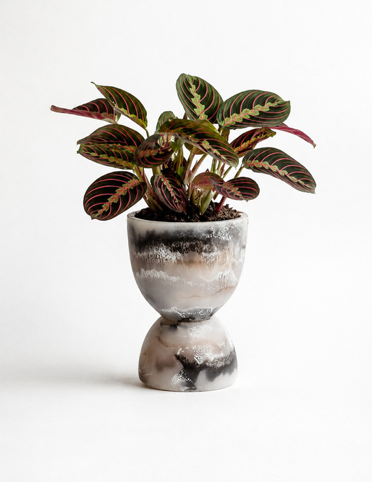 Prayer Plant by MXPLANTAE with vibrant green leaves featuring unique patterns, shown in a decorative pot.