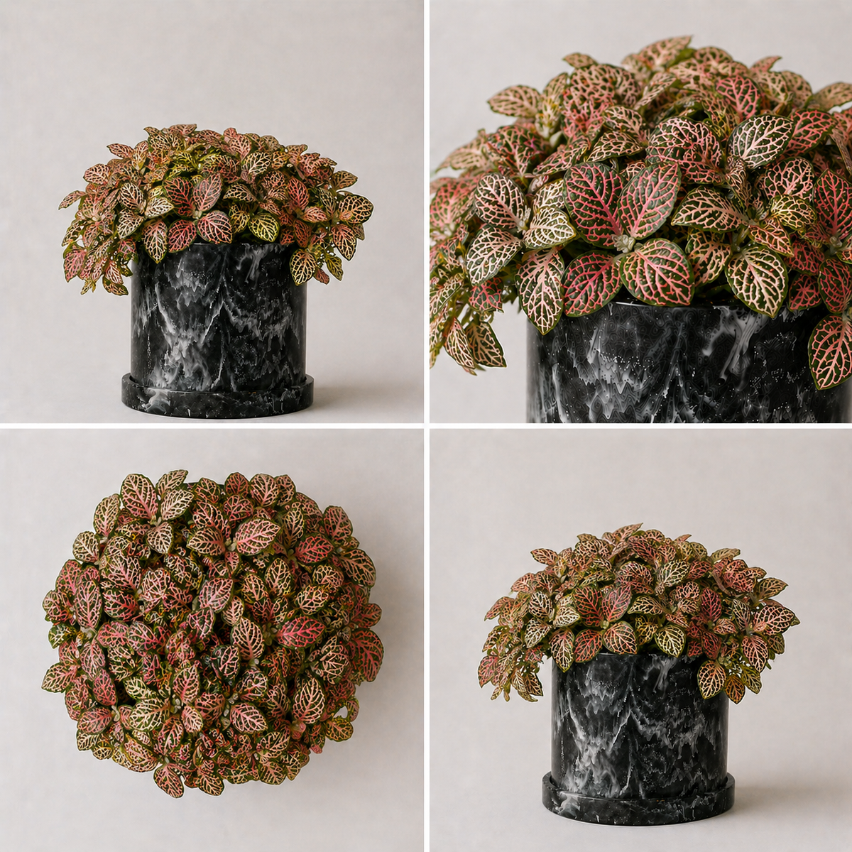 Nerve Fitonia · Planta Mosaico Interior