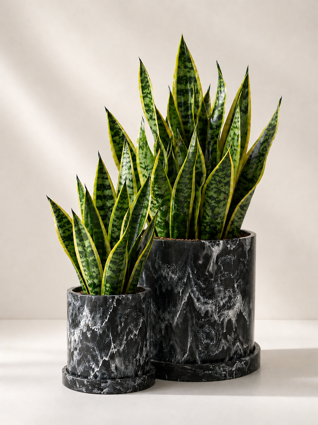 Sansevieria plant, Lengua de Suegra, with tall, upright green leaves featuring yellow edges, showcased by MXPLANTAE.