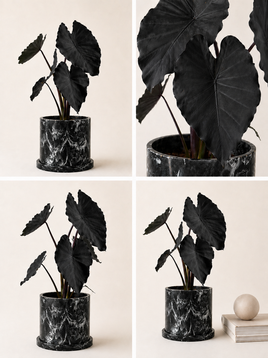 Black Magic Planta Negra indoor plant in a pot by MXPLANTAE, showcasing lush dark foliage suitable for home decor.