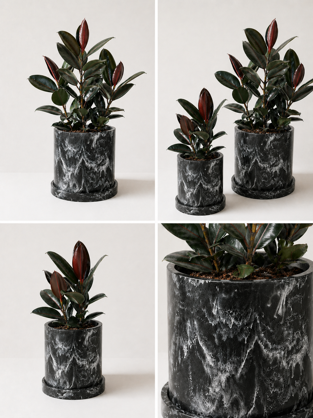 Healthy Ficus Elastica plant from MXPLANTAE with broad green leaves in a modern pot, showcasing vibrant foliage.