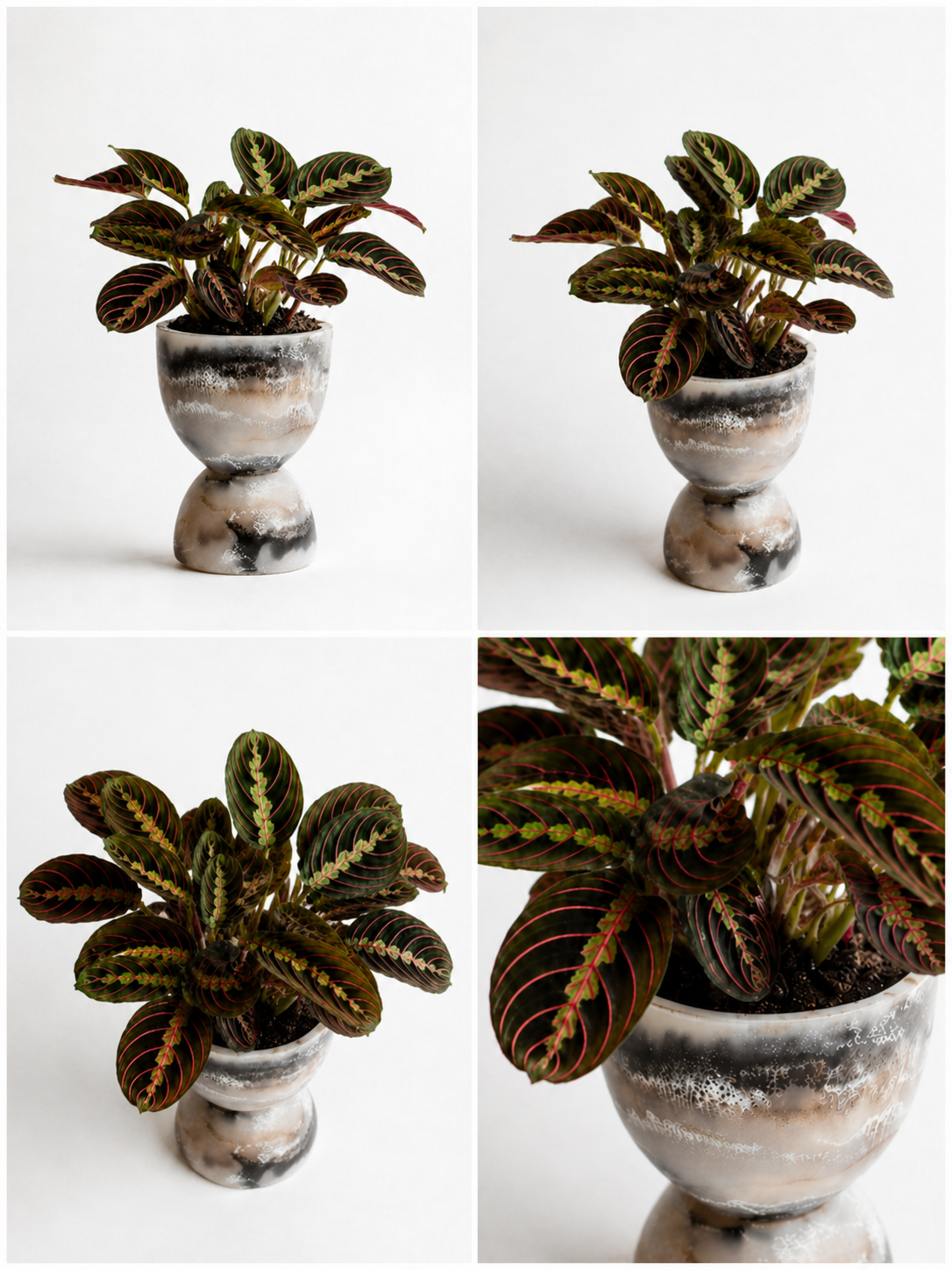 Prayer Plant by MXPLANTAE featuring vibrant green leaves with distinctive patterns, showcased in a decorative pot.