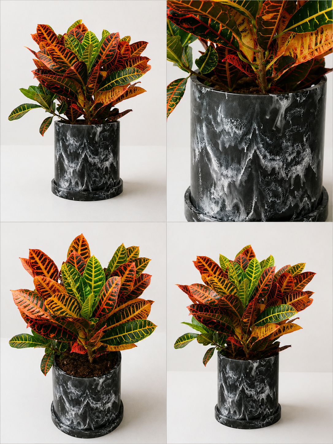 Variegated Croto plant (Codiaeum variegatum) with colorful green, yellow, and orange leaves, potted in a decorative container.