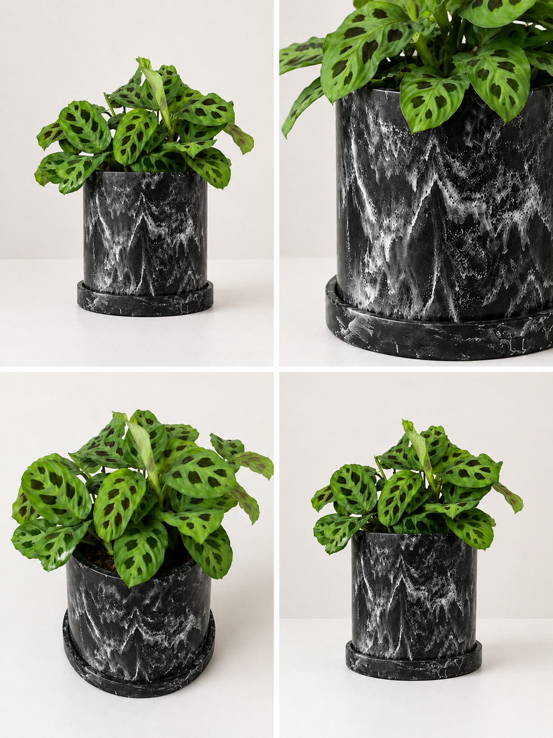Green sapito Maranta leuconeura plant with variegated leaves, potted in a decorative container, by MXPLANTAE.