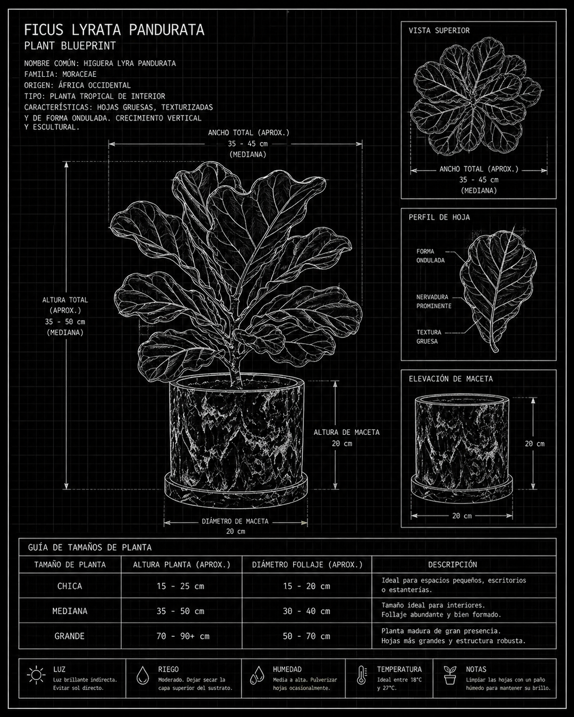 Ficus lyrata pandurata plant blueprint with technical details on a black background