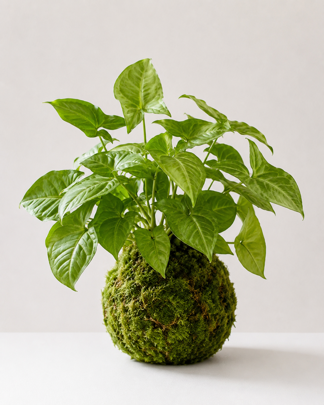Kokedama