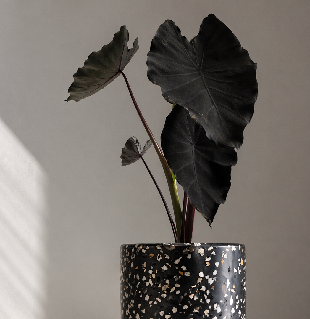 Plantas de Interior y Exterior| MXplantae