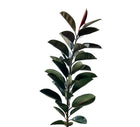 Ficus Elastica plant from MXPLANTAE with broad green leaves, potted for indoor decoration.