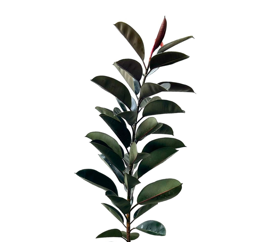 Ficus Elastica | MXPLANTAE