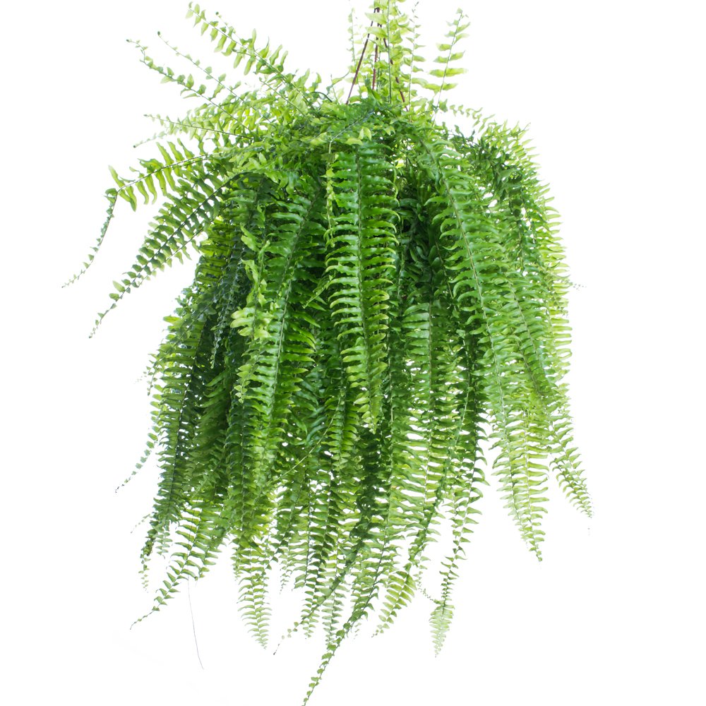 Cola De Quetzal (Helecho Boston)