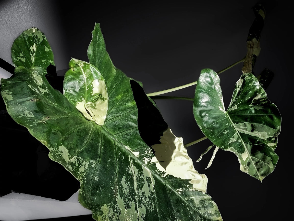 Plantas