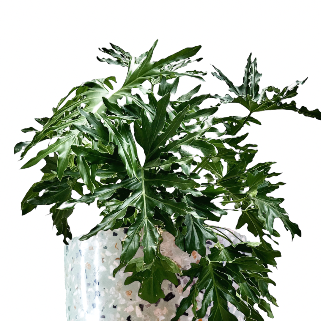 Garra de León Mediana Mxplantae