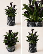 Alcatraz Negro (Zantedeschia Aethiopica Negro)
