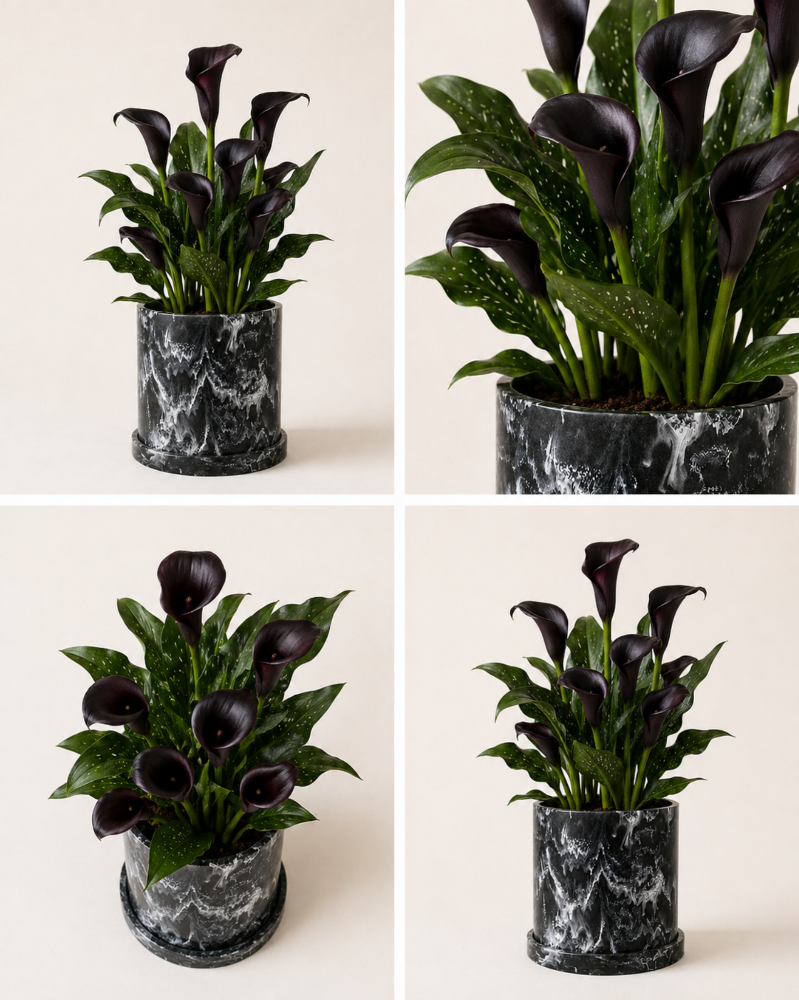 Alcatraz Negro (Zantedeschia Aethiopica Negro)