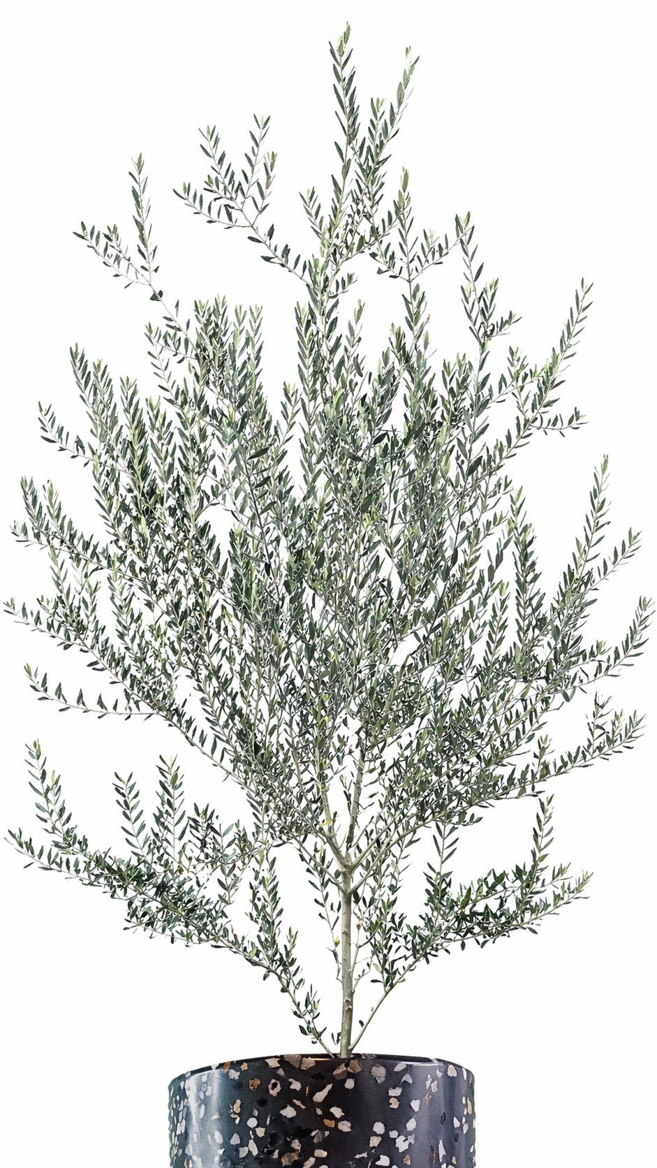 Árbol de Olivo Mxplantae | Elegancia Natural para Interior y Exterio