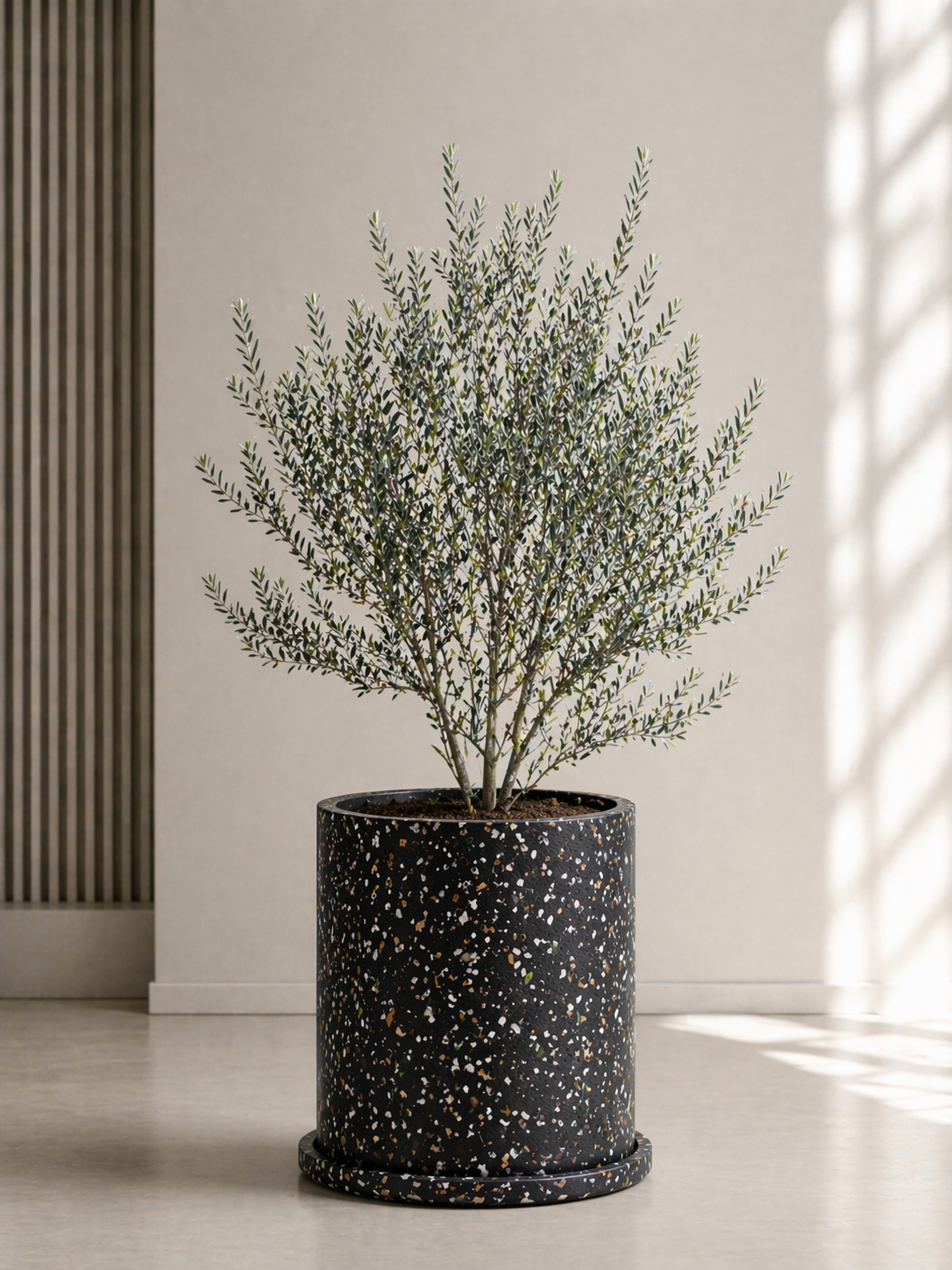 Árbol de Olivo Mxplantae | Elegancia Natural para Interior y Exterio