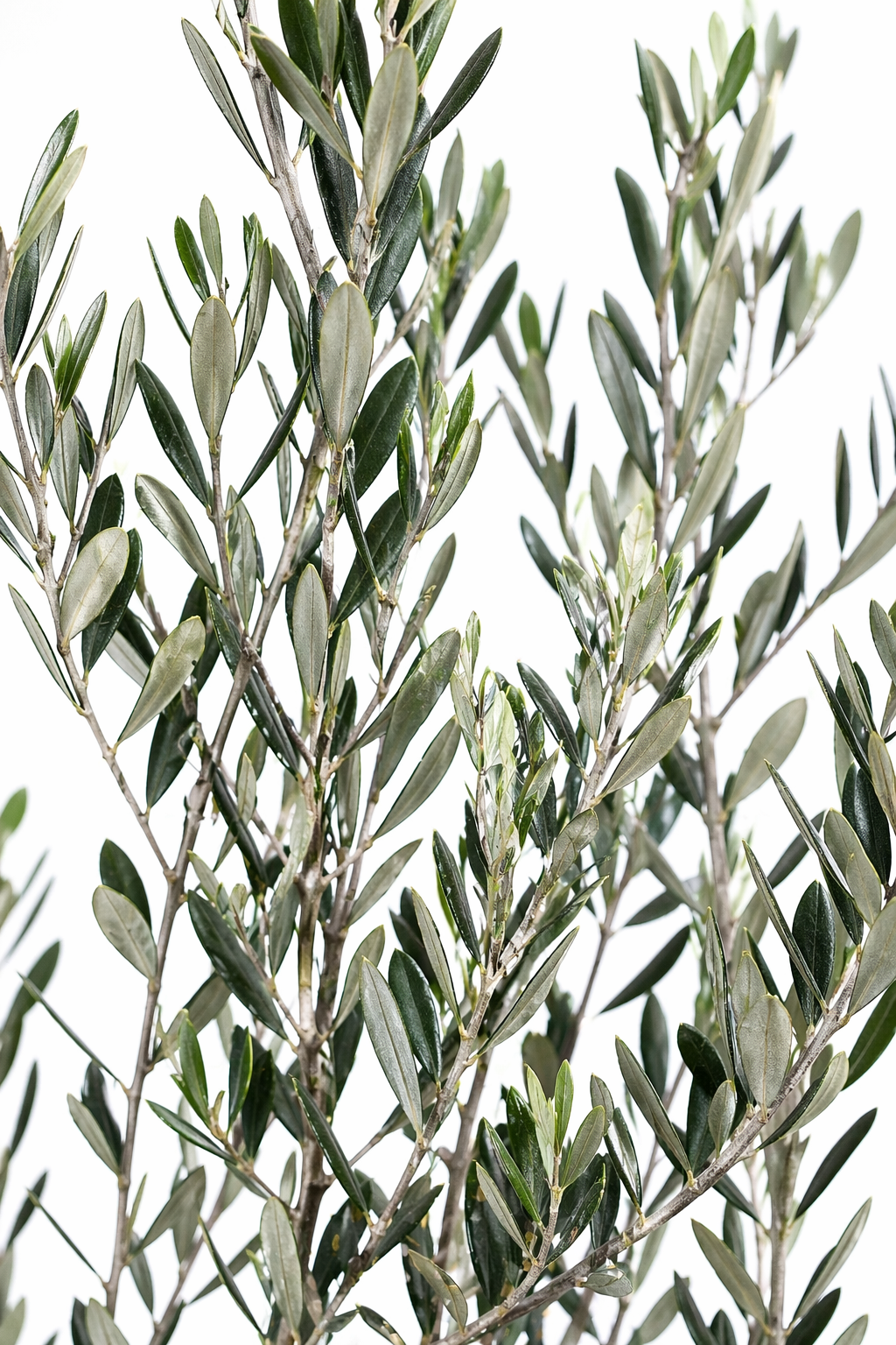 Árbol de Olivo Mxplantae | Elegancia Natural para Interior y Exterio