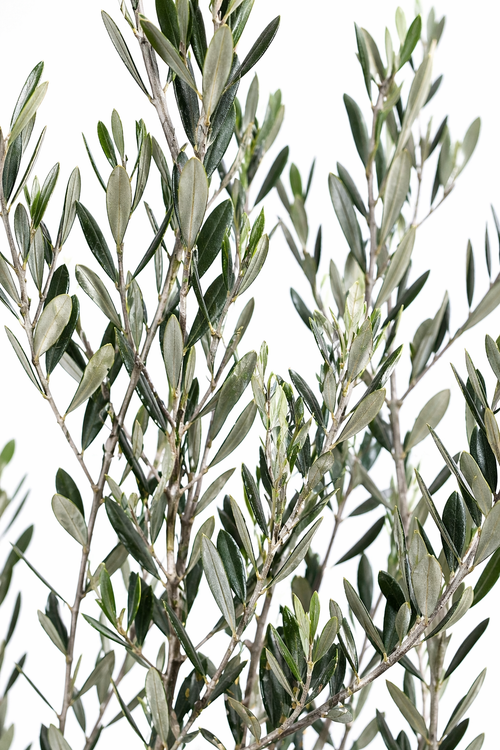 Árbol de Olivo Mxplantae | Elegancia Natural para Interior y Exterio