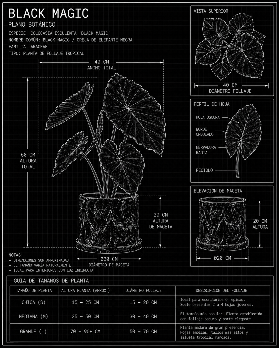 Black Magic — Planta Negra MXPLANTAE