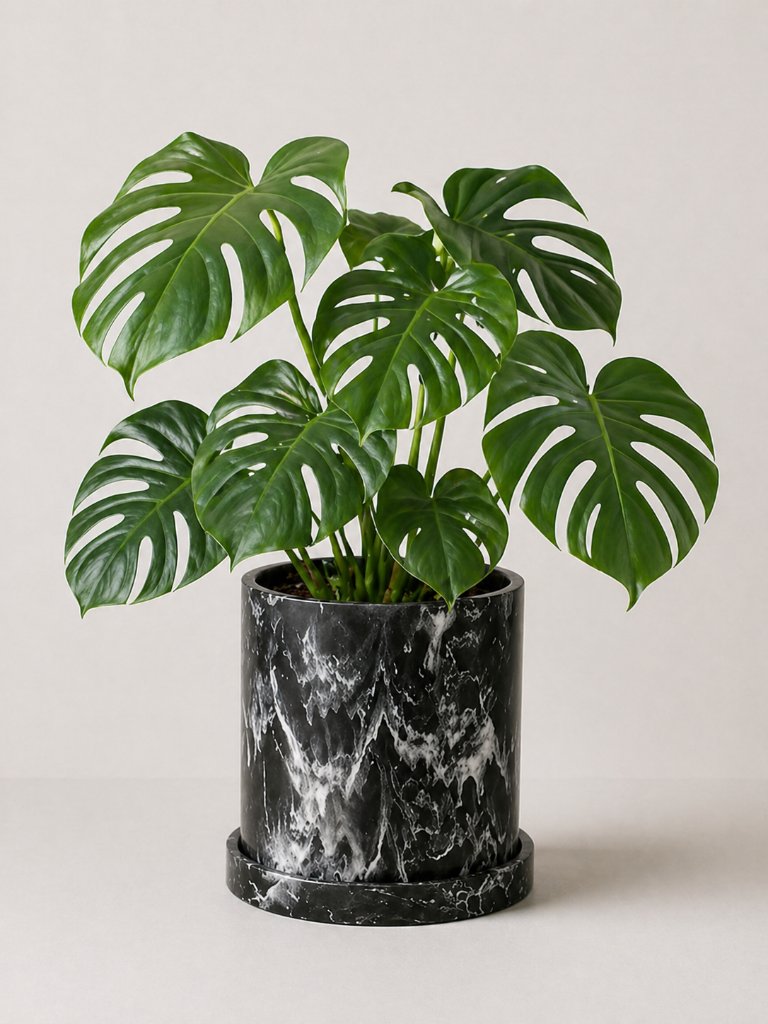 Monstera Deliciosa (Costilla de Adán)