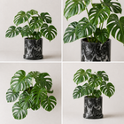 Monstera Deliciosa (Costilla de Adán)