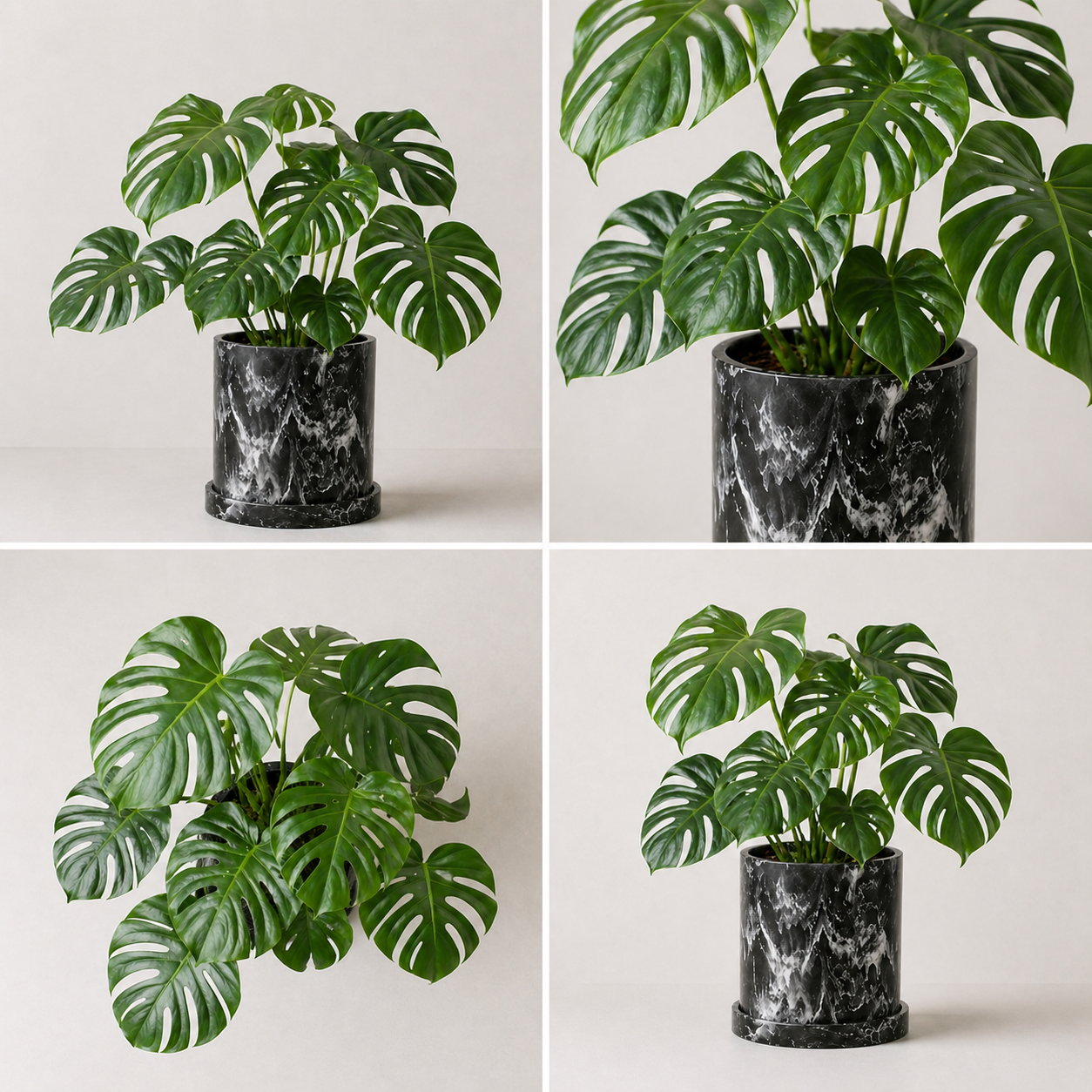 Monstera Adansonii