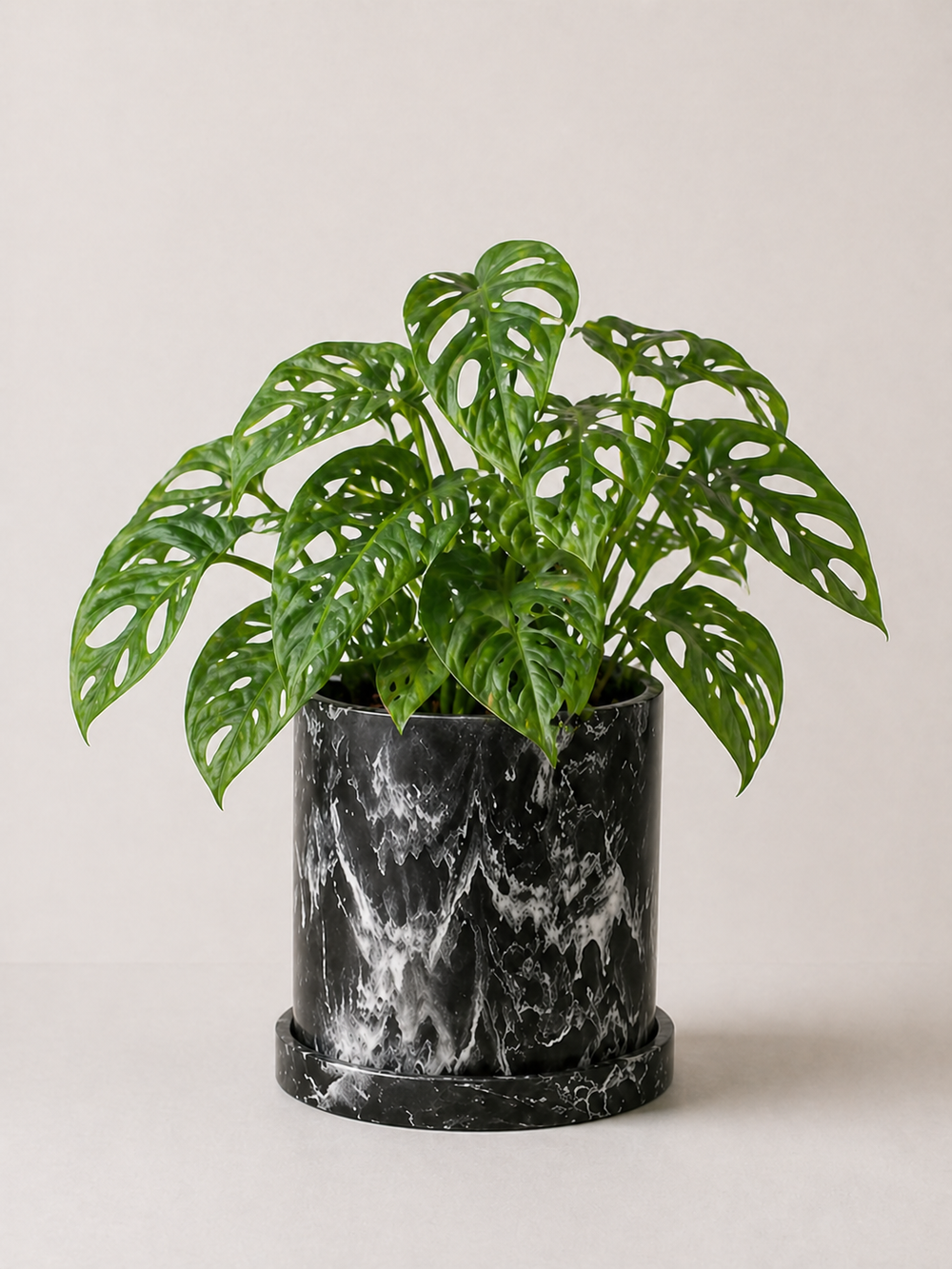 Monstera Adansonii