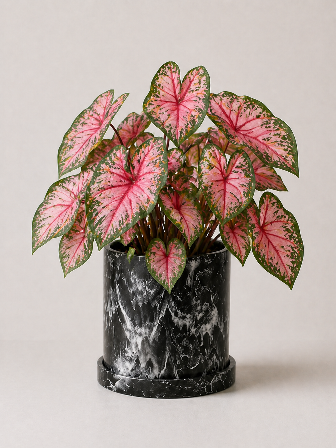 Caladium