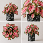 Caladium