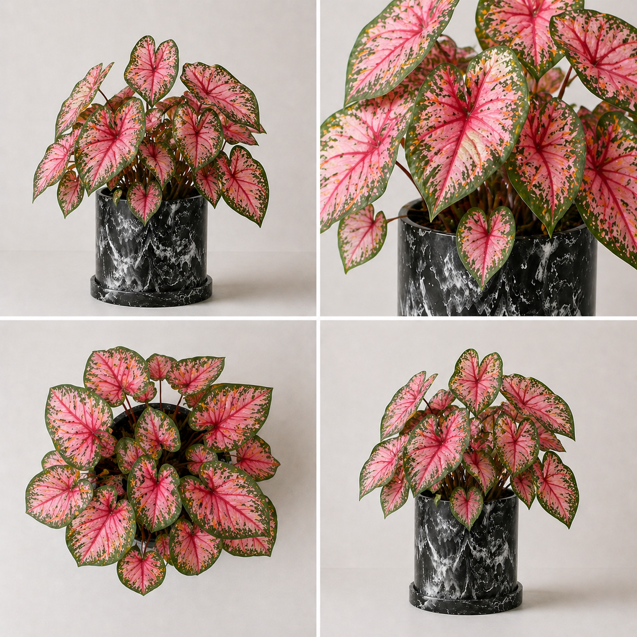 Caladium