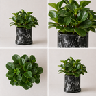 Peperomia Obtusifolia