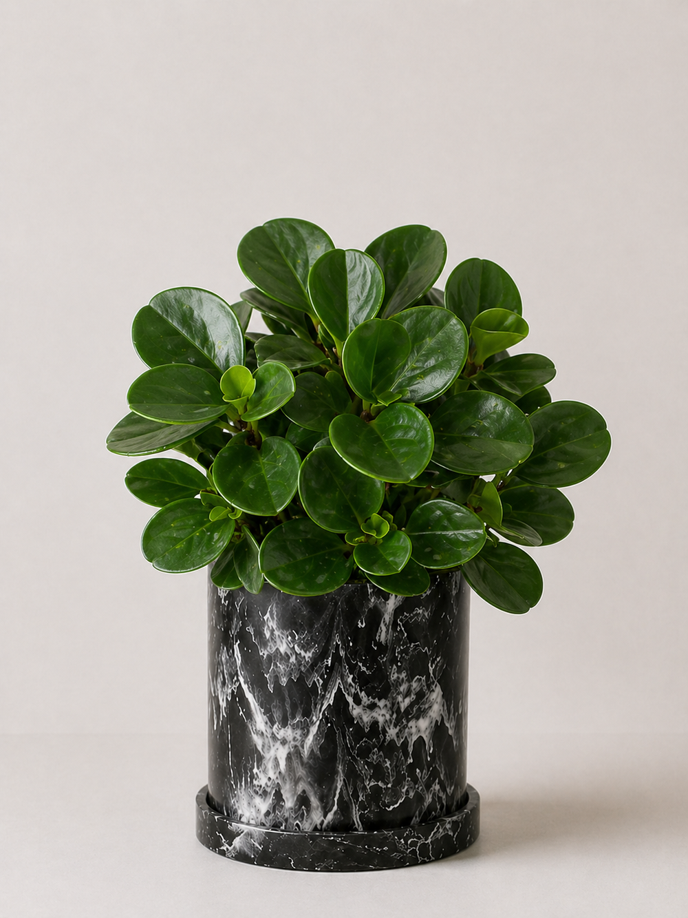 Peperomia Obtusifolia