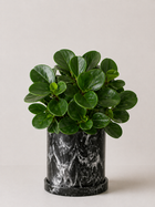 Peperomia Obtusifolia