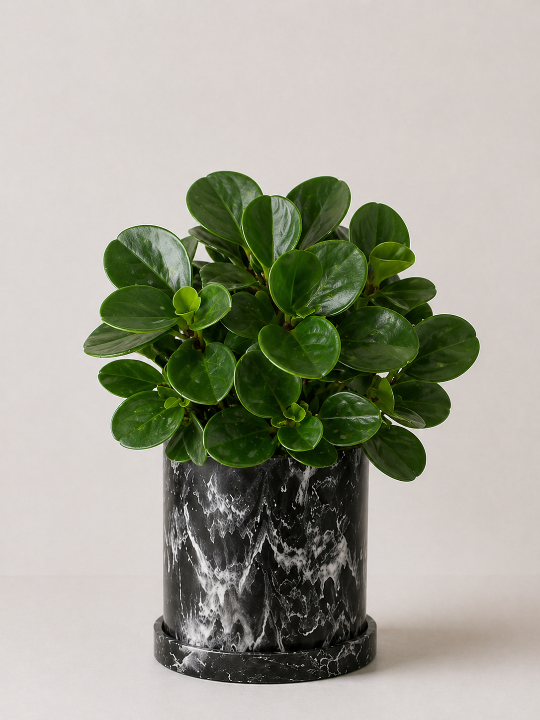 Peperomia Obtusifolia