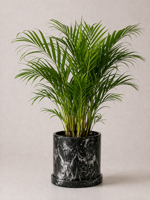 Palmera Areca (Dypsis lutescens)