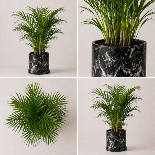 Palmera Areca (Dypsis lutescens)