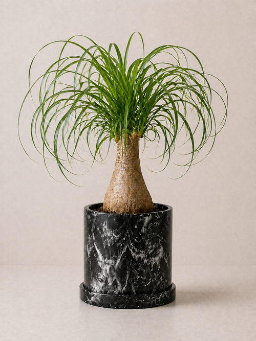 Pata de Elefante (Beaucarnea recurvata)