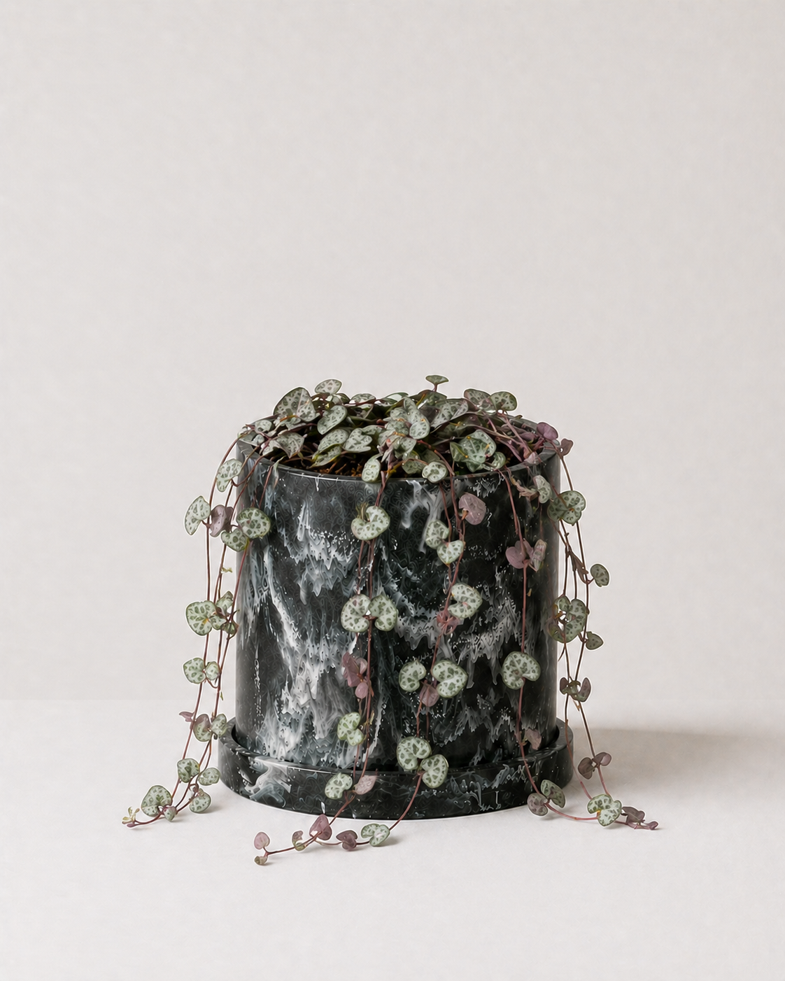Collar De Corazones (Ceropegia woodii)