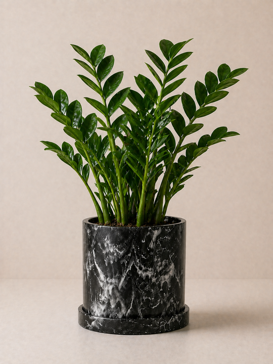 Planta ZZ | Zamioculcas Zamiifolia