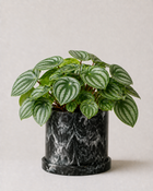 Peperomia Sandía