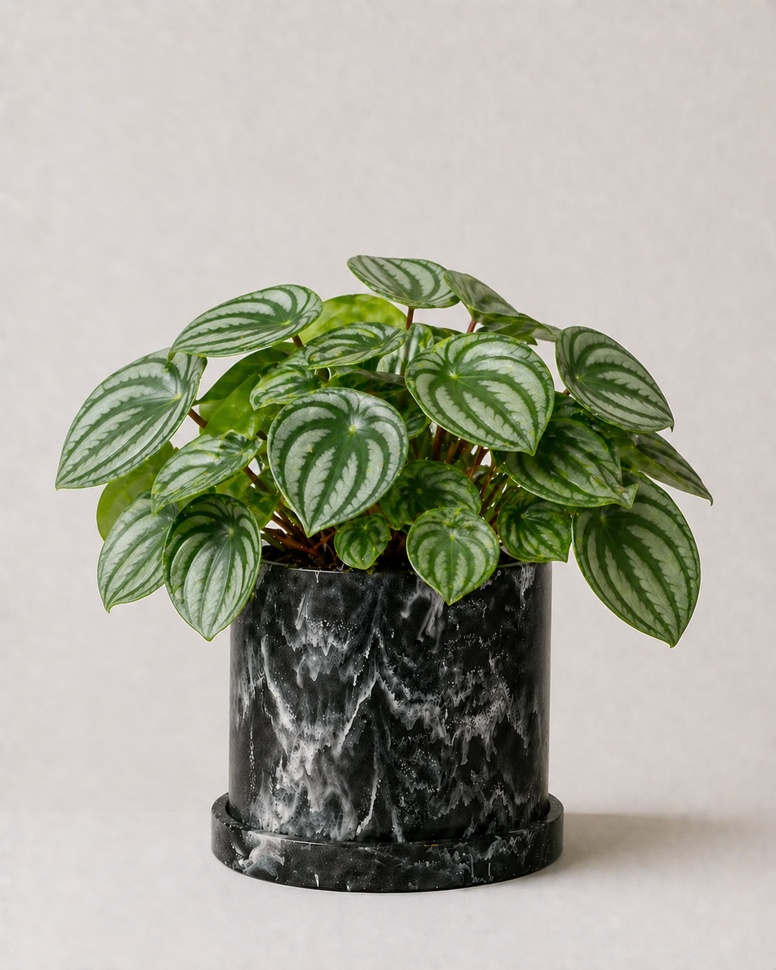 Peperomia Sandía