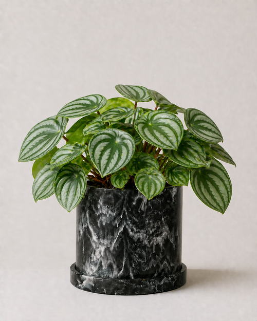 Peperomia Sandía