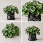 Peperomia Sandía