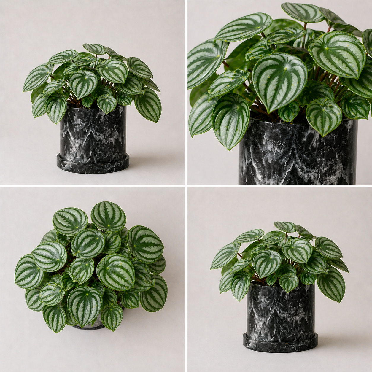 Peperomia Sandía