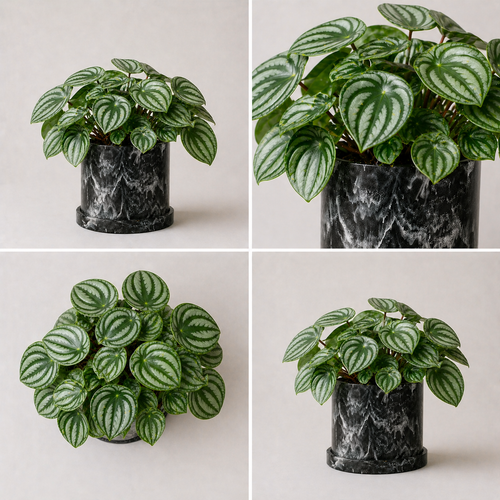 Peperomia Sandía