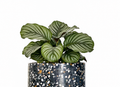 Calathea Orbifolia