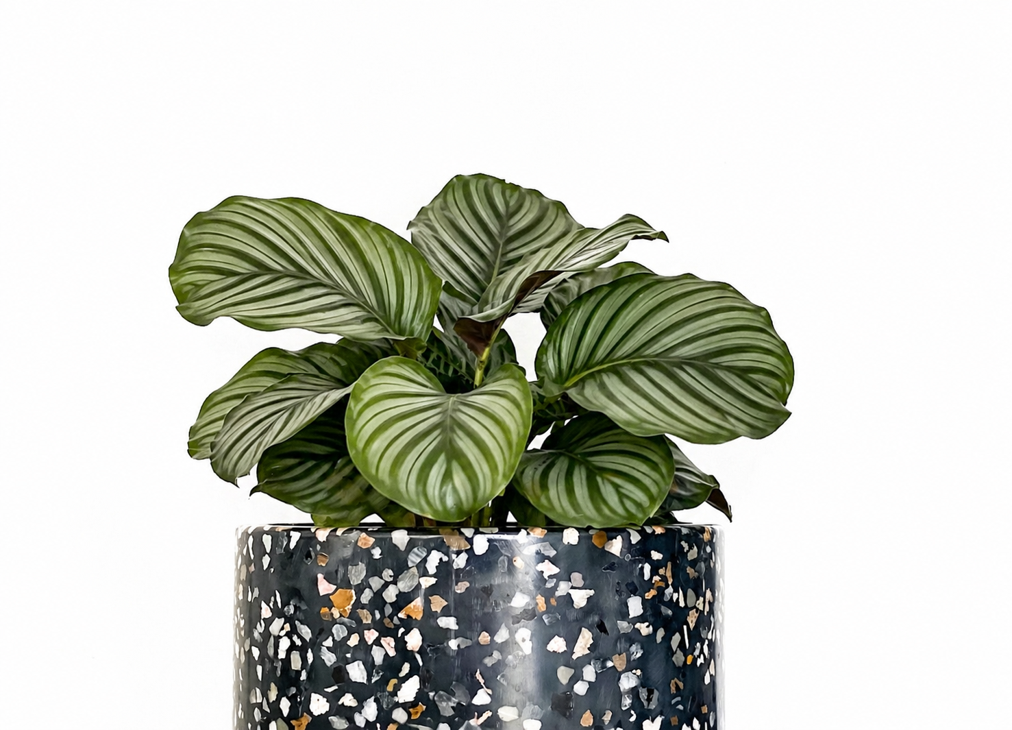 Calathea Orbifolia