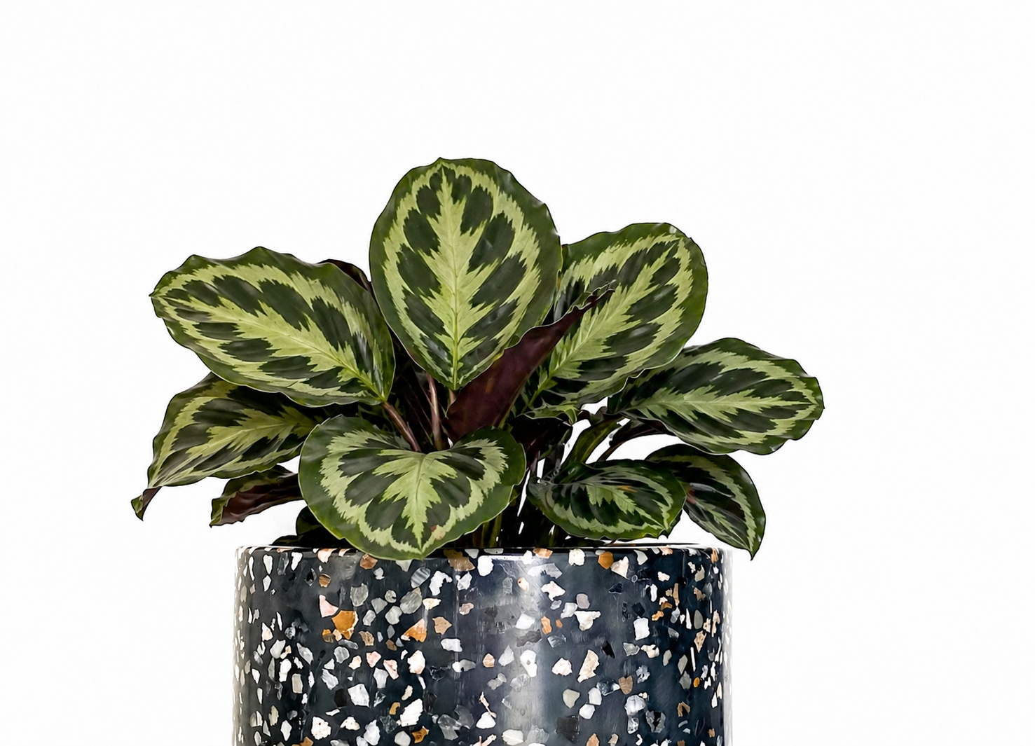 Calathea Medallion