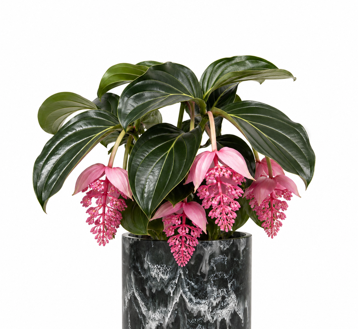 Medinilla Magnifica (Orquídea Malasia)