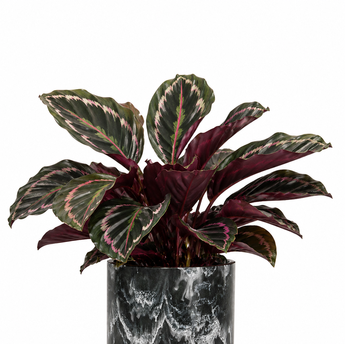 Calathea Crimson